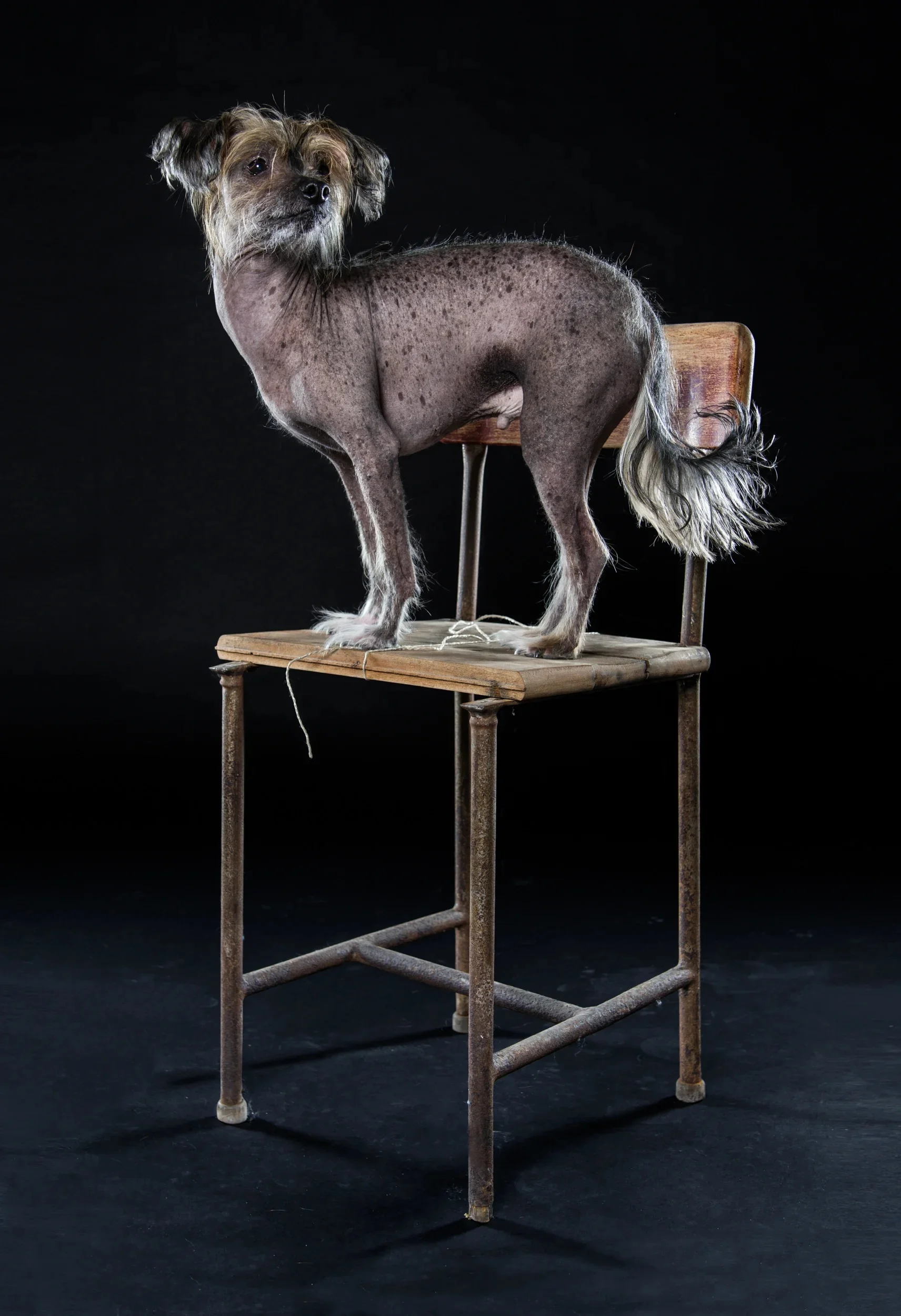 Hairless dog standing alertly on a wooden chair in a studio setting.